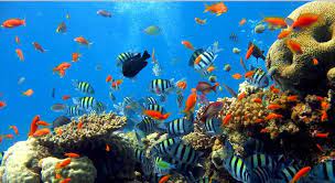 Pesona Alam Bawah Laut Raja Ampat